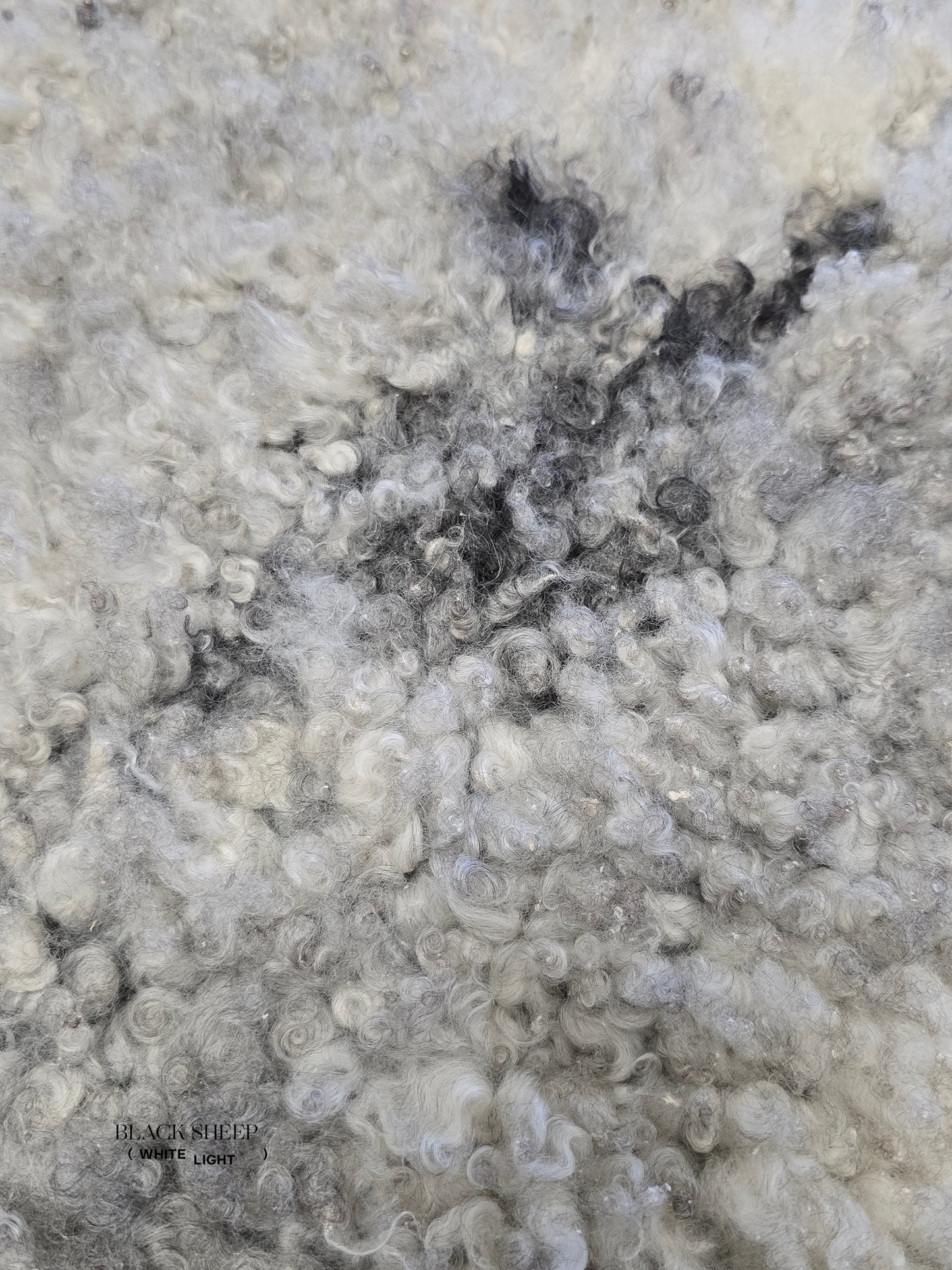 ONE OF THE KIND Gotland White and Grey Medium Wool Sheepskin - Black Sheep (White Light)