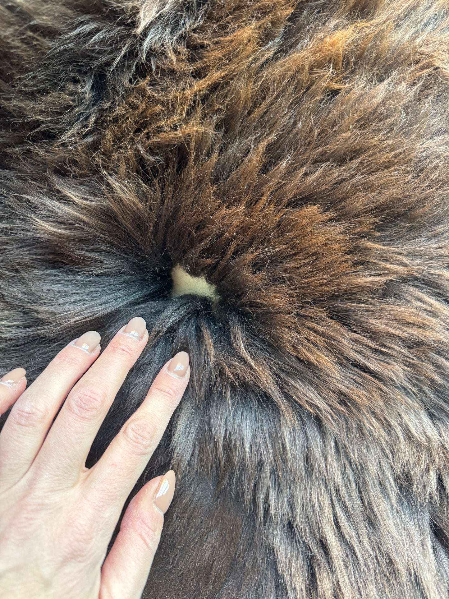 B Grade Solid Brown Welsh Sheepskin