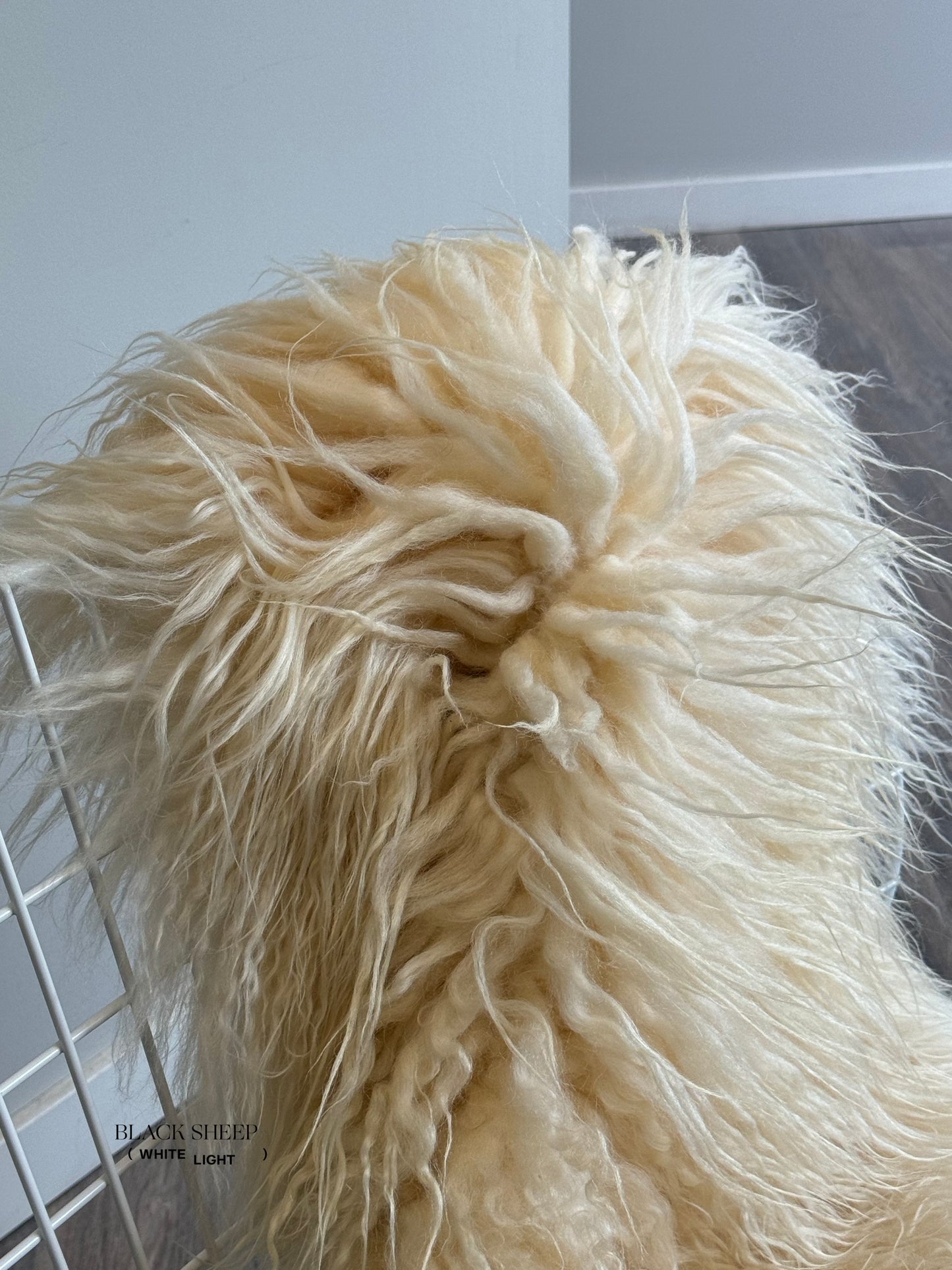 White Icelandic Curly Sheepskin - Black Sheep (White Light)