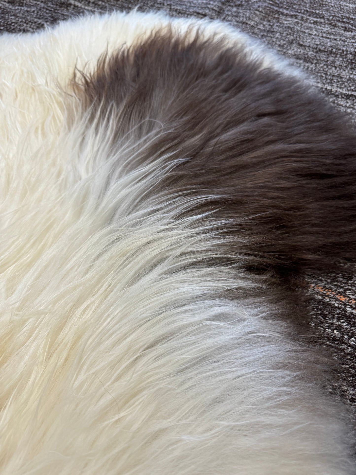 ONE OF A KIND Icelandic Spotted Random Brown and White Sheepskin
