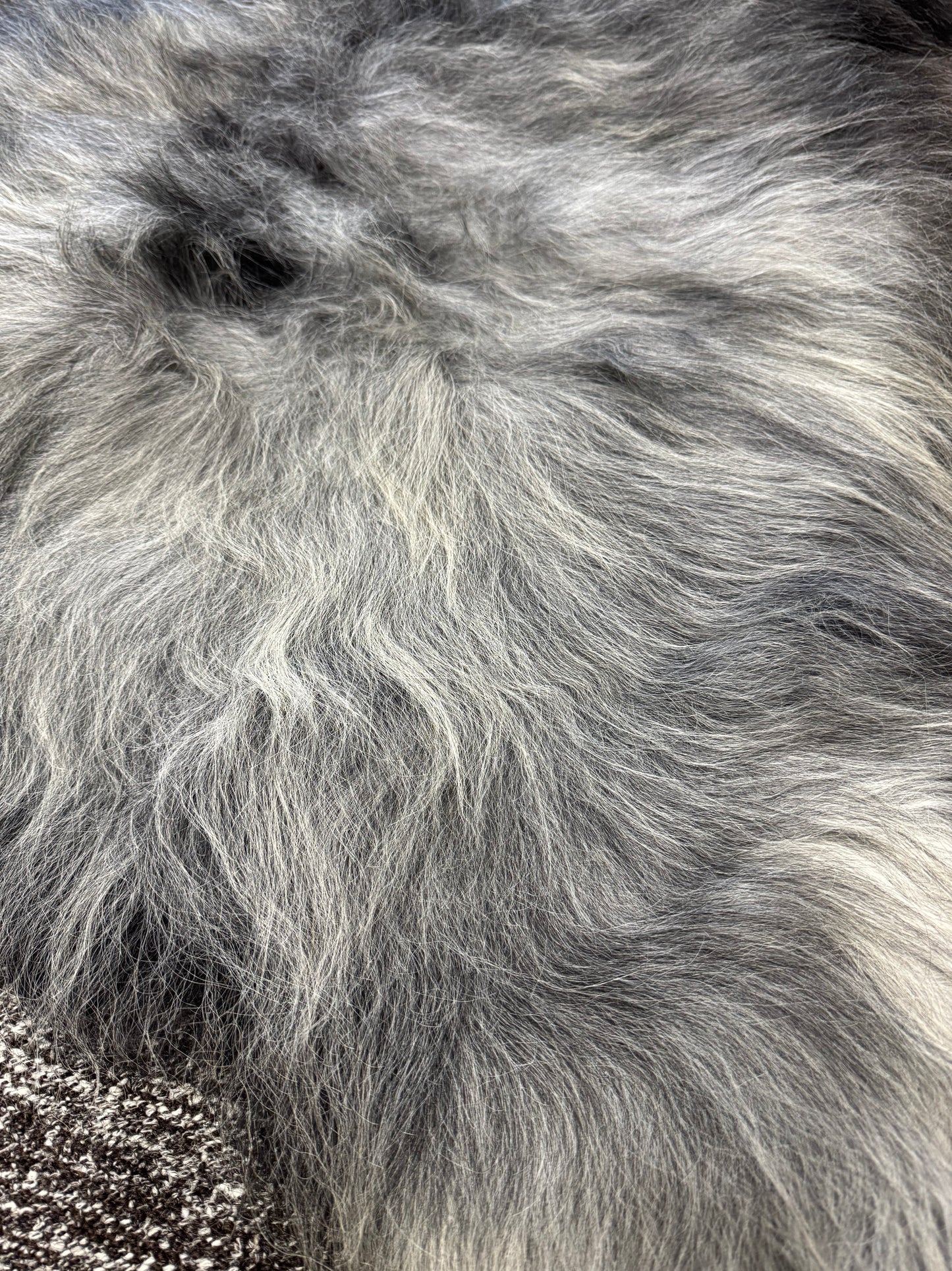 ONE OF A KIND XL Long Wool Icelandic Sheepskin in Dark Grey