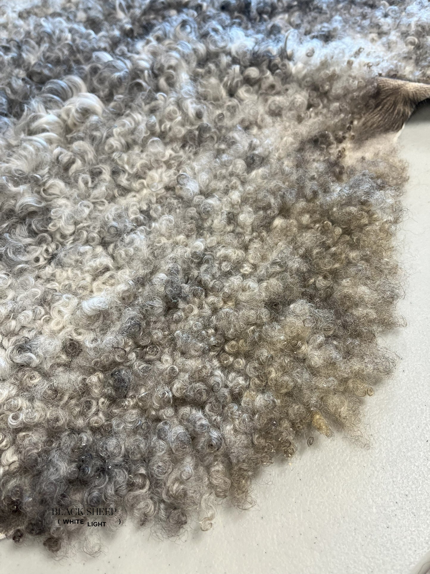 ONE OF THE KIND Gotland Grey Medium Wool Sheepskin - Black Sheep (White Light)