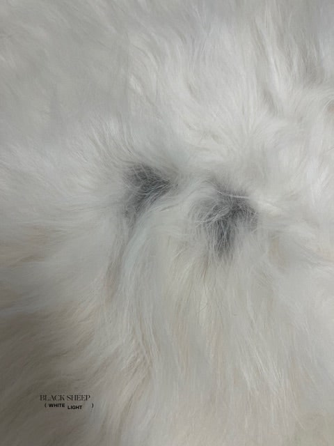ONE OF THE KIND Icelandic White with Black Spot Sheepskin - Black Sheep (White Light)