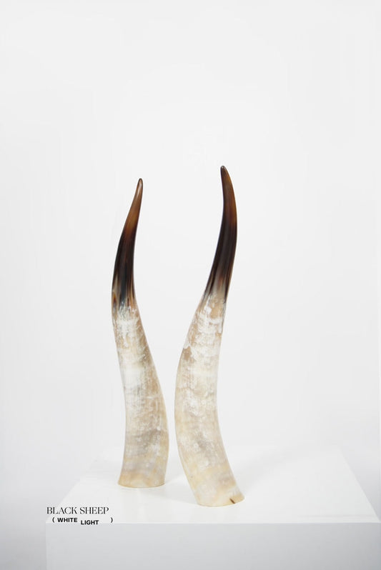 Ankole Light Decorative Horn Set - Black Sheep (White Light)