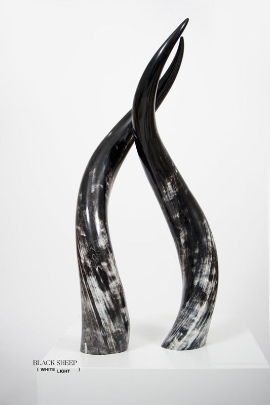 Ankole Dark Decorative Horn Set - Black Sheep (White Light)