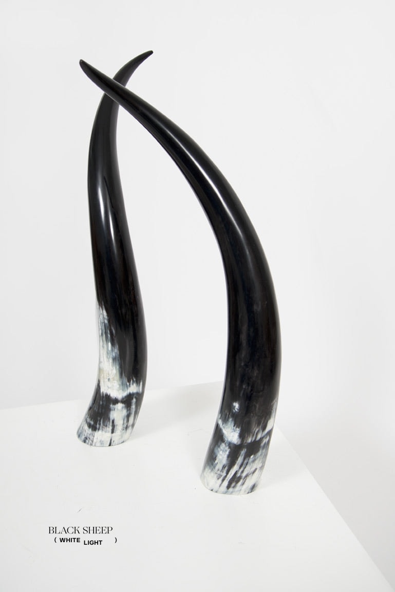 Ankole Dark Decorative Horn Set - Black Sheep (White Light)