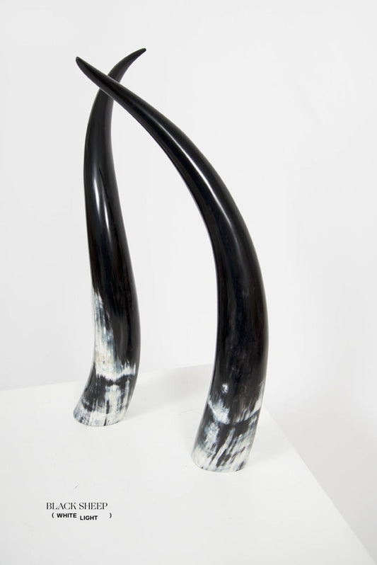 Ankole Dark Decorative Horn Set - Black Sheep (White Light)
