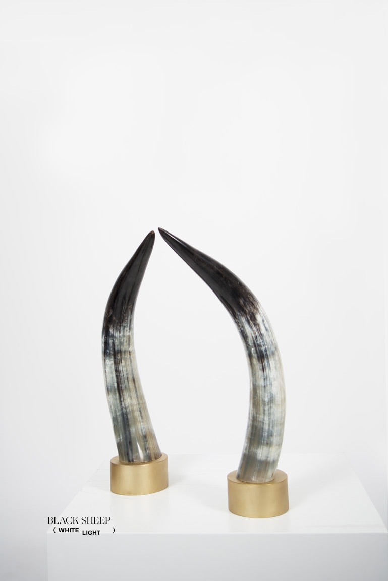 Ankole Dark Decorative Horn Set - Black Sheep (White Light)