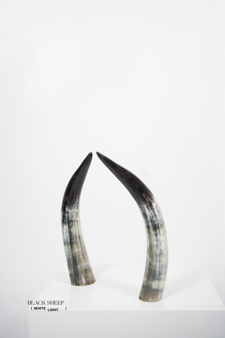 Ankole Dark Decorative Horn Set - Black Sheep (White Light)