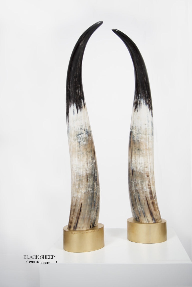 Ankole Dark Decorative Horn Set - Black Sheep (White Light)