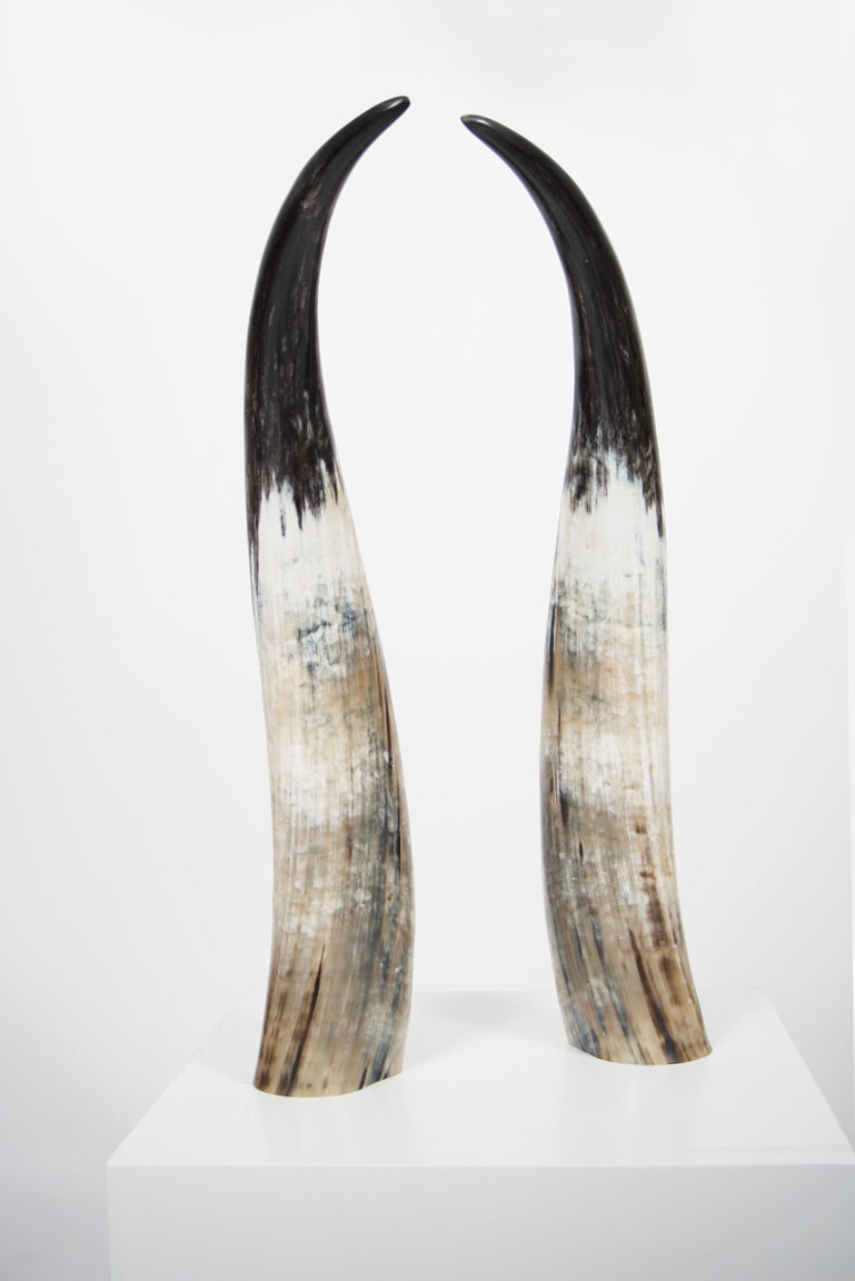 Ankole Dark Decorative Horn Set - Black Sheep (White Light)