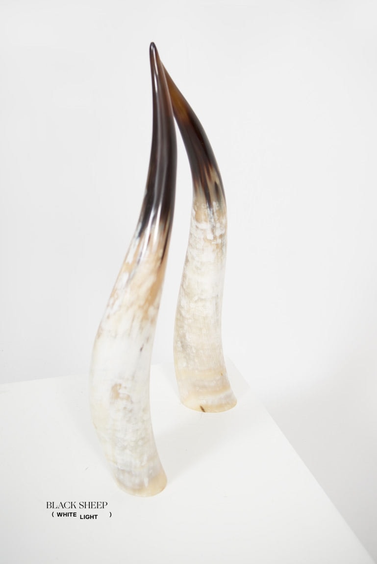 Ankole Light Decorative Horn Set - Black Sheep (White Light)