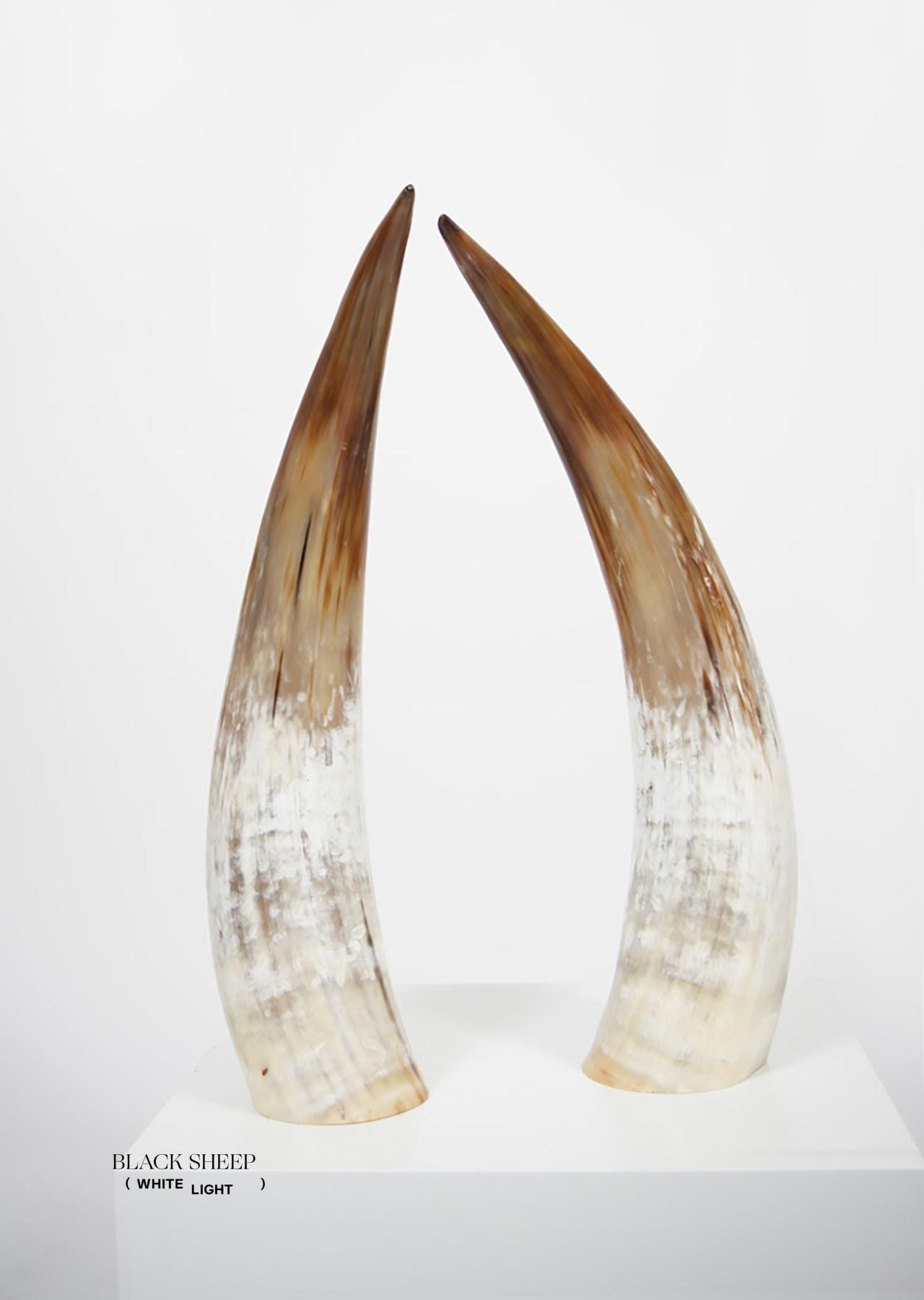 Ankole Light Decorative Horn Set - Black Sheep (White Light)