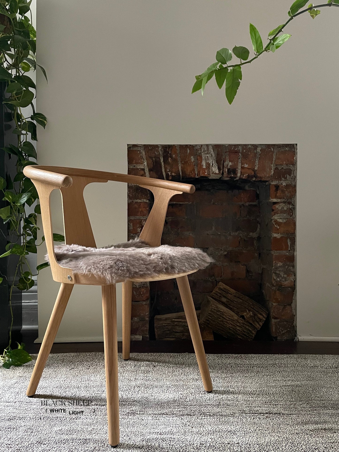 Shorn Taupe Icelandic Sheepskin Chair Pad - Black Sheep (White Light)
