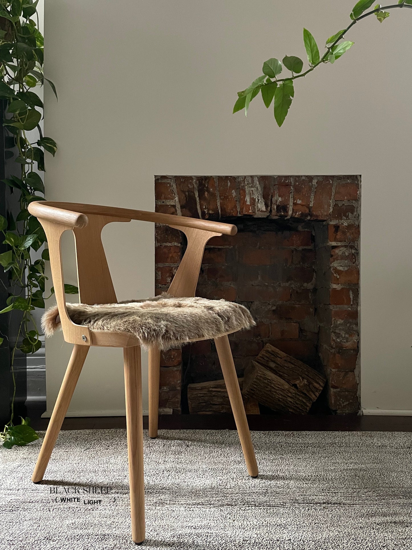 Shorn Brown Icelandic Sheepskin Chair Pad - Black Sheep (White Light)