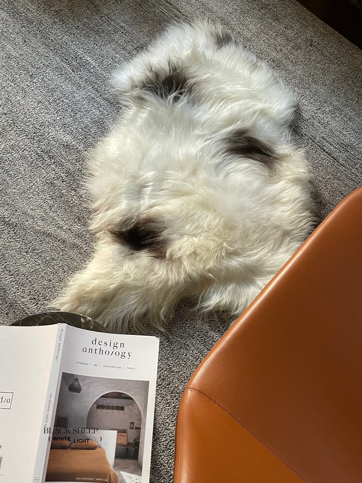 Spotted Icelandic Sheepskin | Minimal - Black Sheep (White Light)