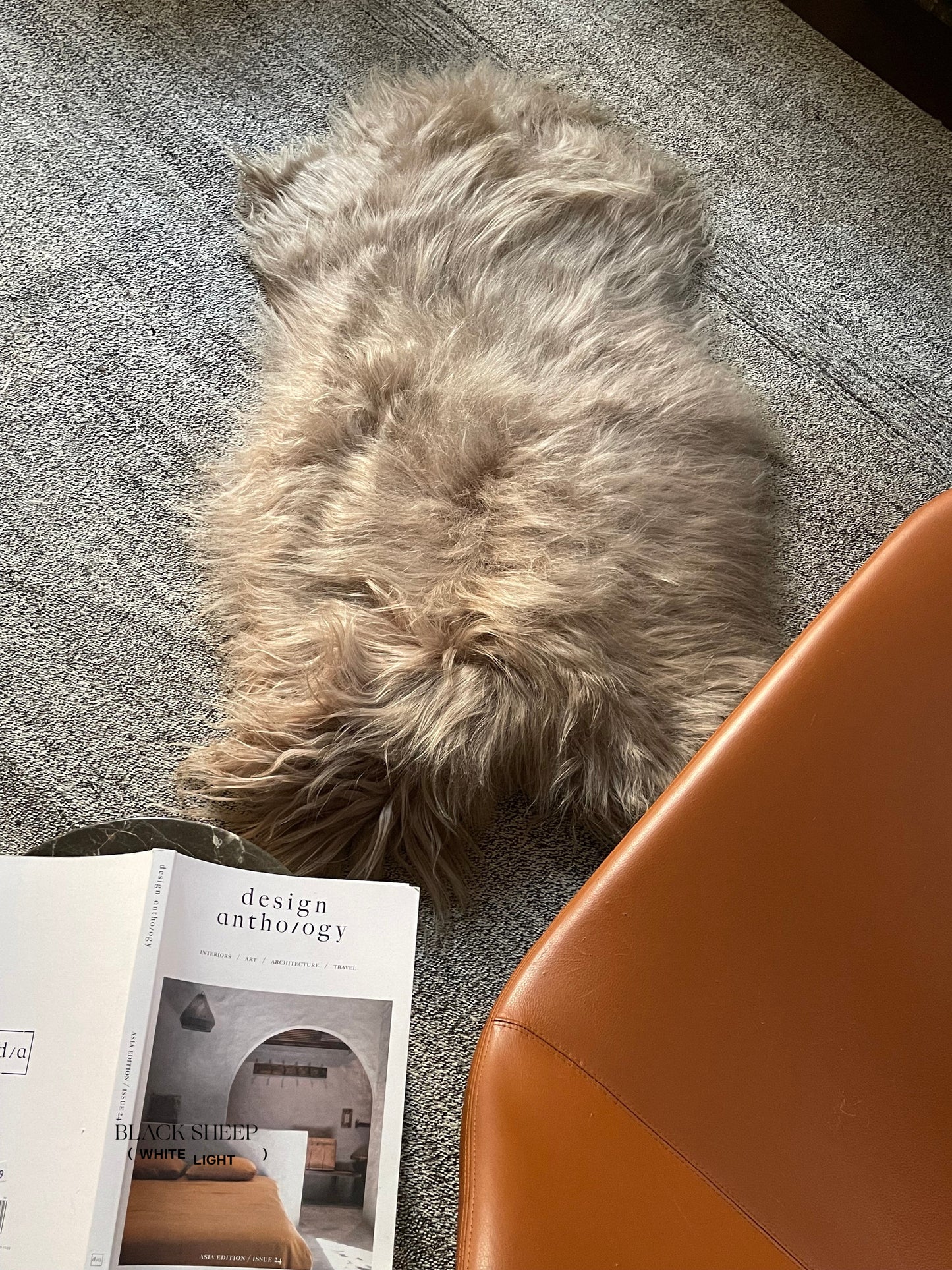 Camel Icelandic Sheepskin - Black Sheep (White Light)
