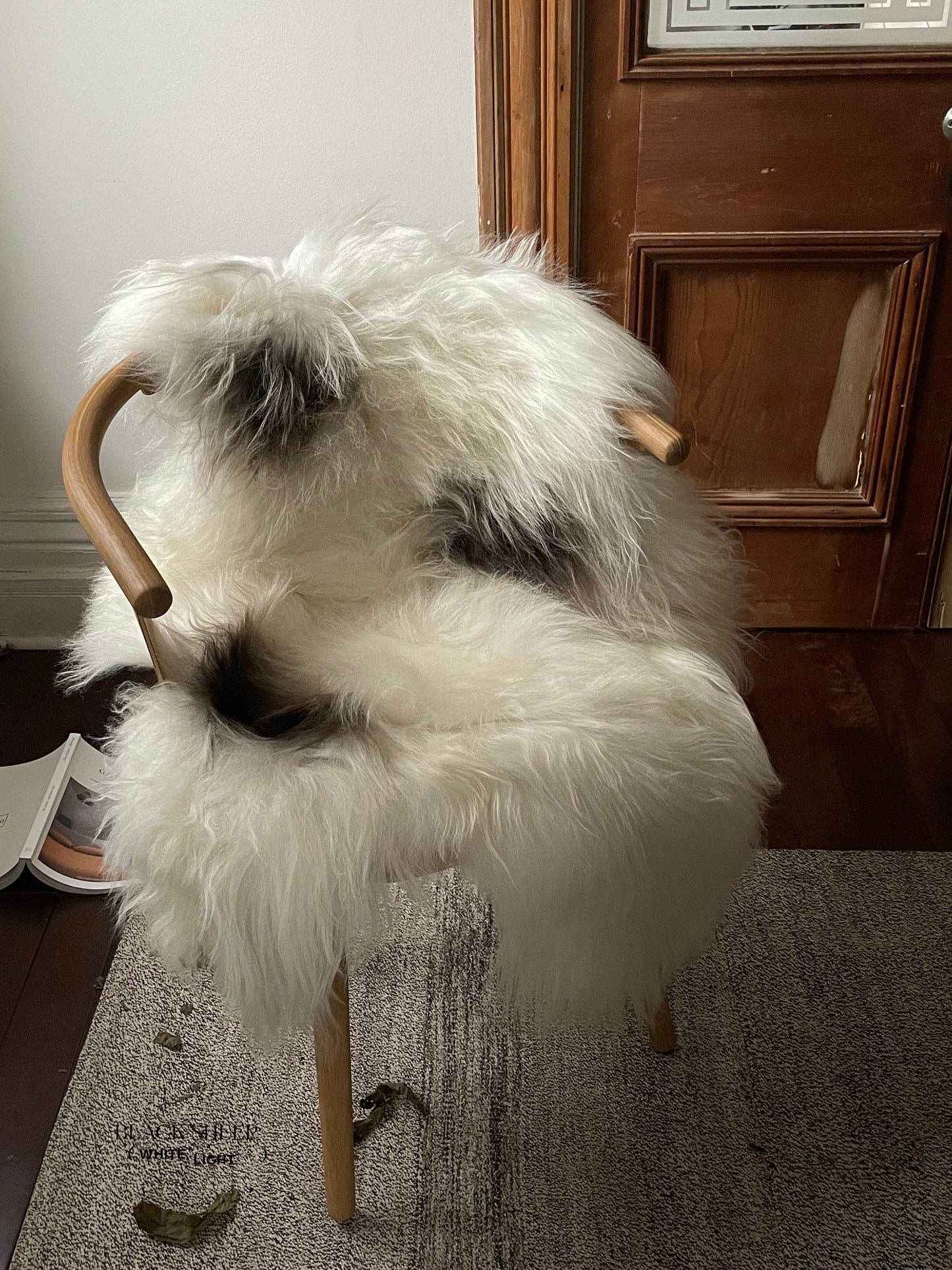 Spotted Icelandic Sheepskin | Minimal - Black Sheep (White Light)