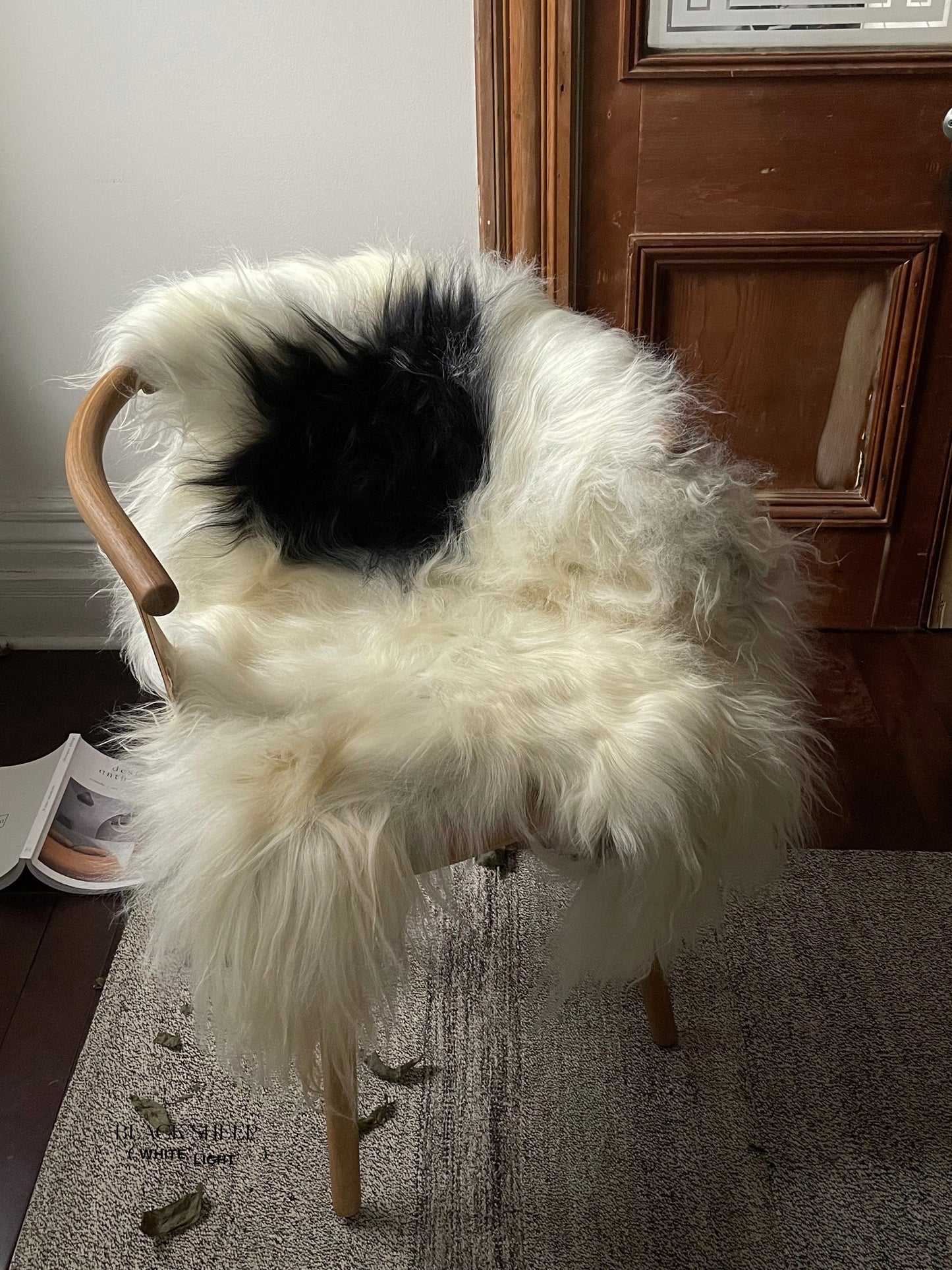 Black Spotted Icelandic Sheepskin | Random - Black Sheep (White Light)
