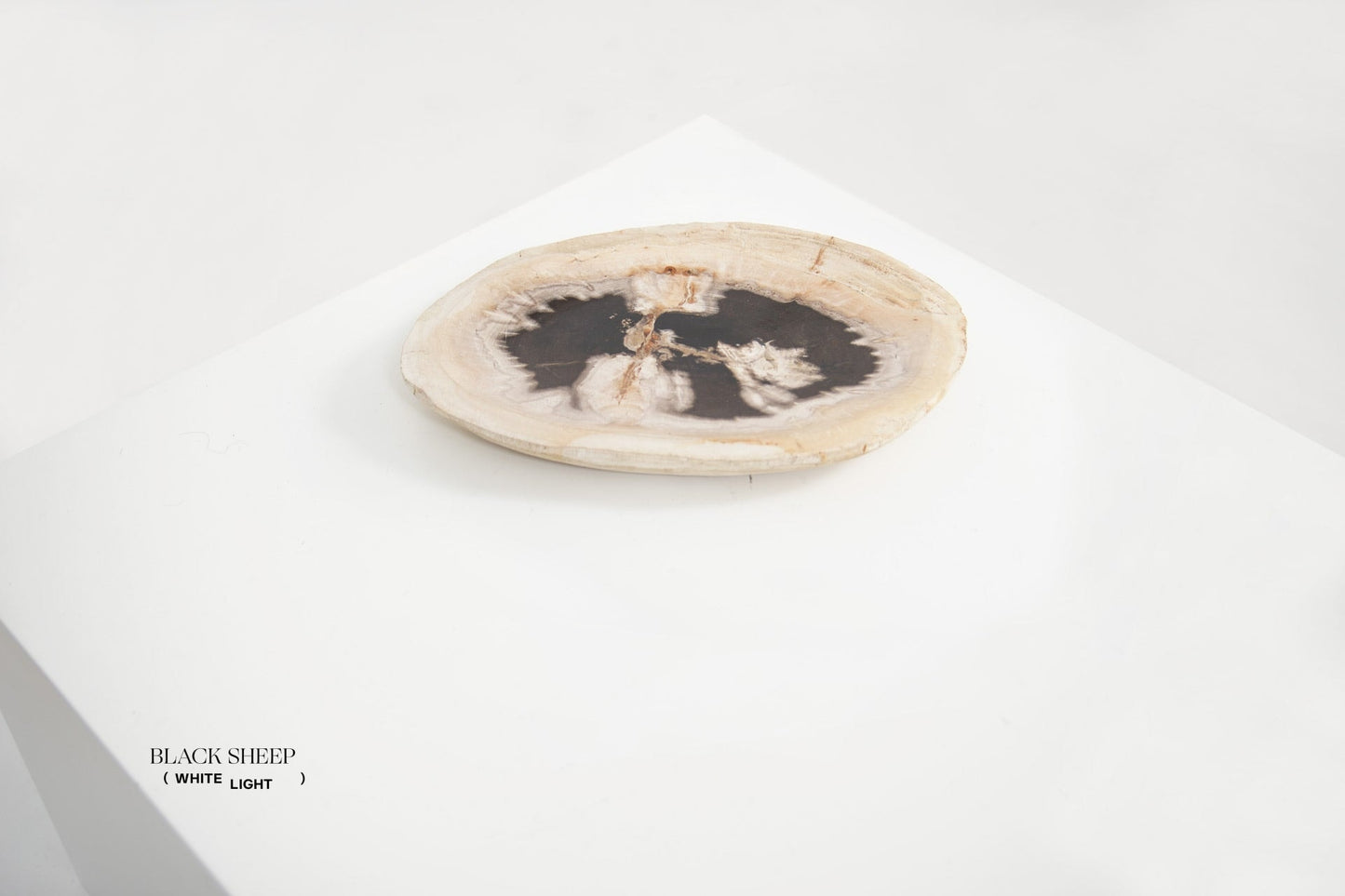 Petrified Wood Dark Barkless Round Vessel - Black Sheep (White Light)