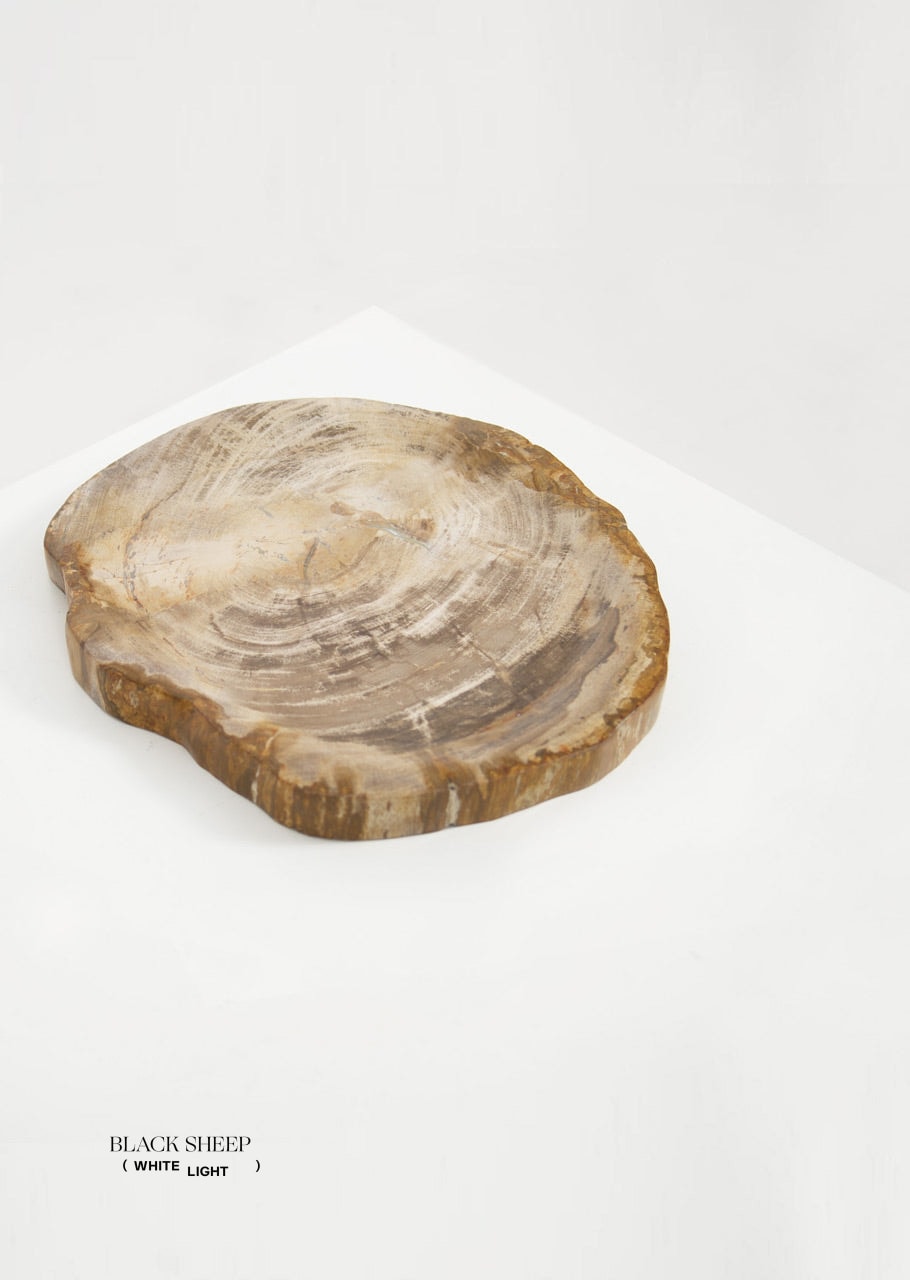 Petrified Wood Light Barkless Round Vessel - Black Sheep (White Light)