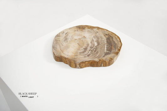 Petrified Wood Light Barkless Round Vessel - Black Sheep (White Light)