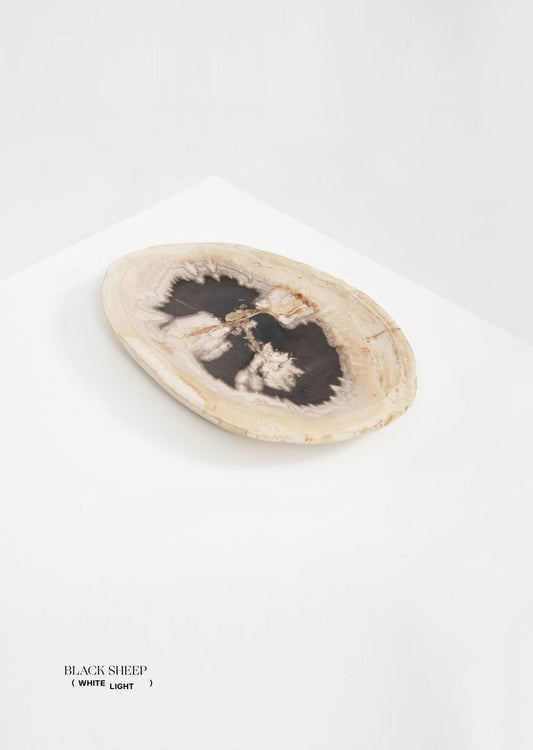 Petrified Wood Dark Barkless Round Vessel - Black Sheep (White Light)