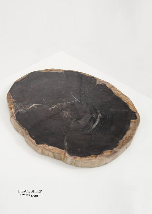 Petrified Wood Dark Decorative Slab - Black Sheep (White Light)