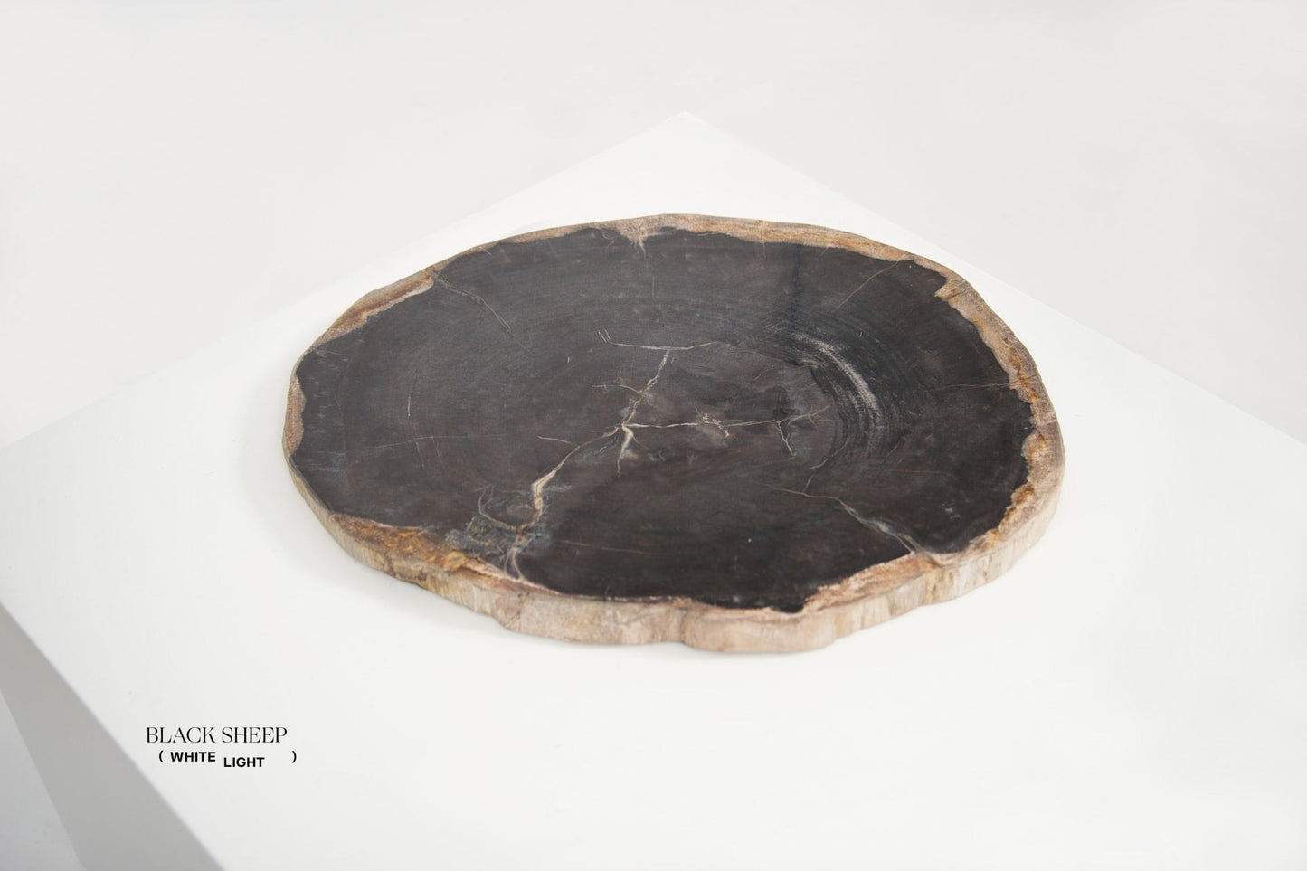 Petrified Wood Dark Decorative Slab - Black Sheep (White Light)