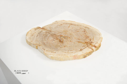 Petrified Wood Light Decorative Slab - Black Sheep (White Light)