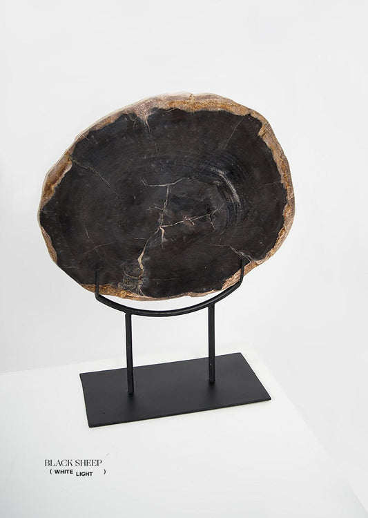 Petrified Wood Dark Decorative Slab on Stand - Black Sheep (White Light)