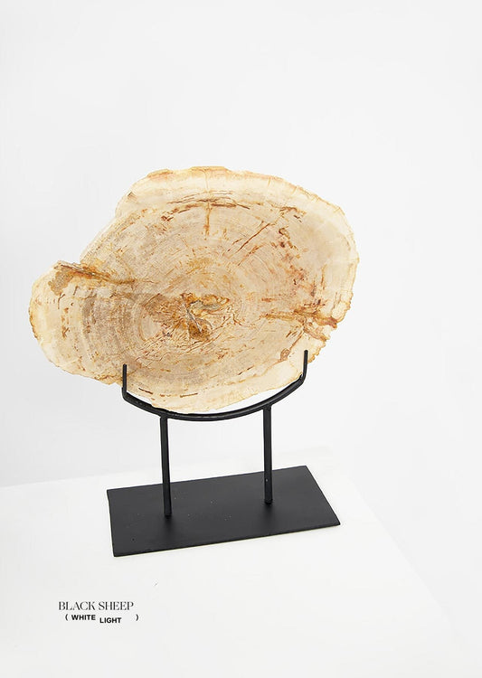Petrified Wood Light Decorative Slab on Stand - Black Sheep (White Light)