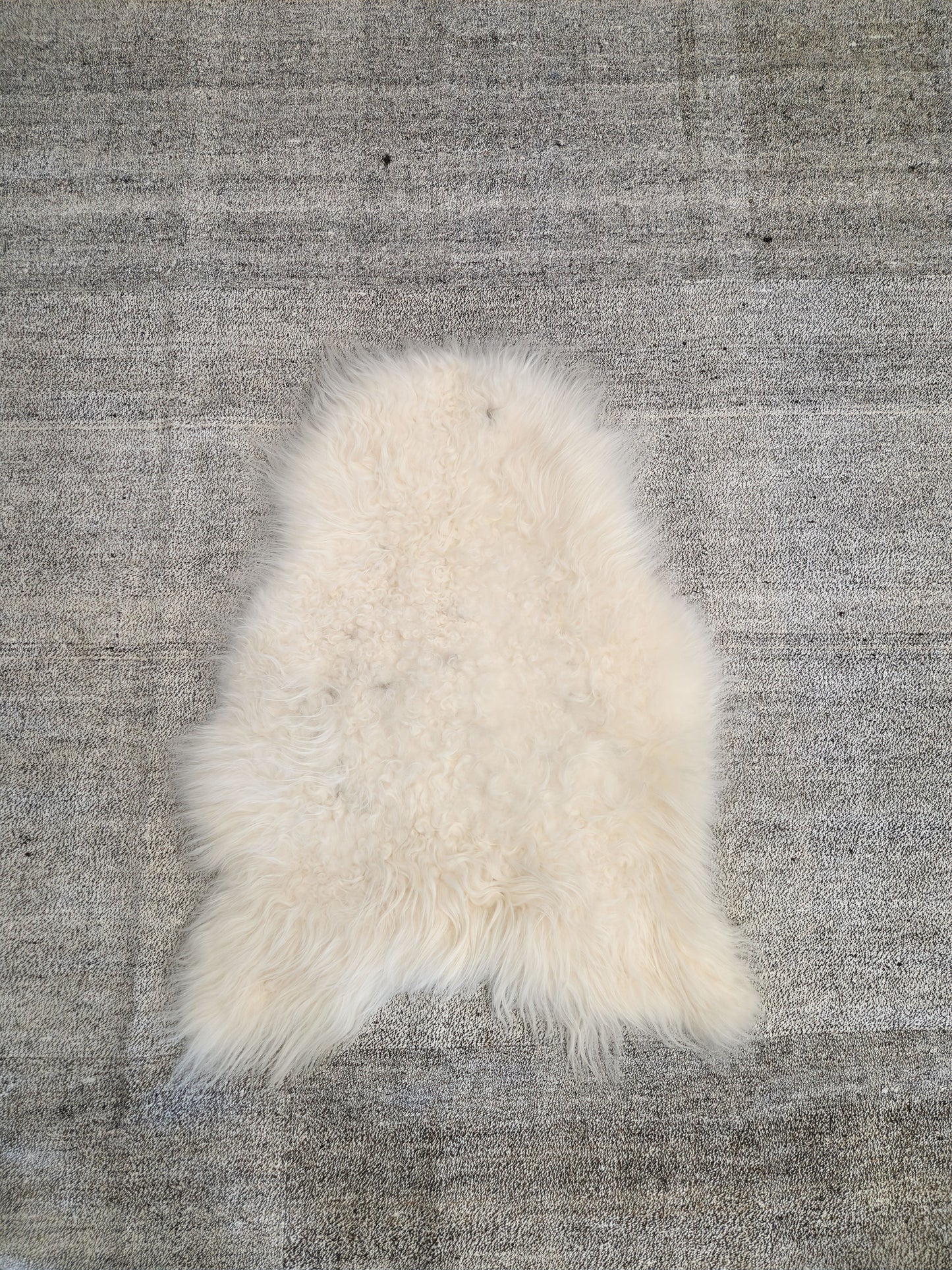 ONE OF THE KIND Icelandic White Sheepskin - Black Sheep (White Light)