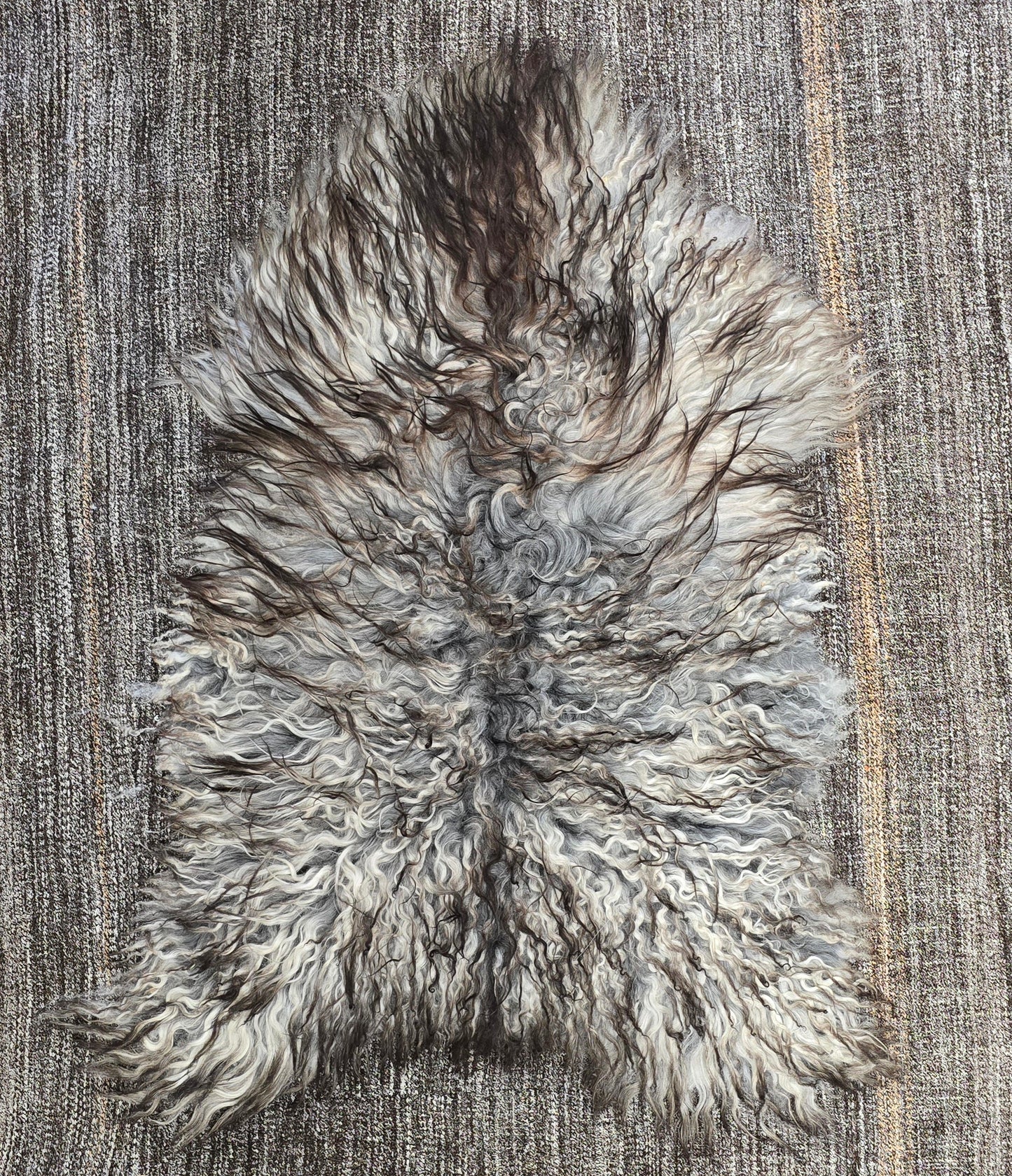 Natural Curly Grey Icelandic Sheepskin - Black Sheep (White Light)