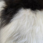 ONE OF THE KIND Icelandic Spotted Random Black and White Sheepskin - Black Sheep (White Light)