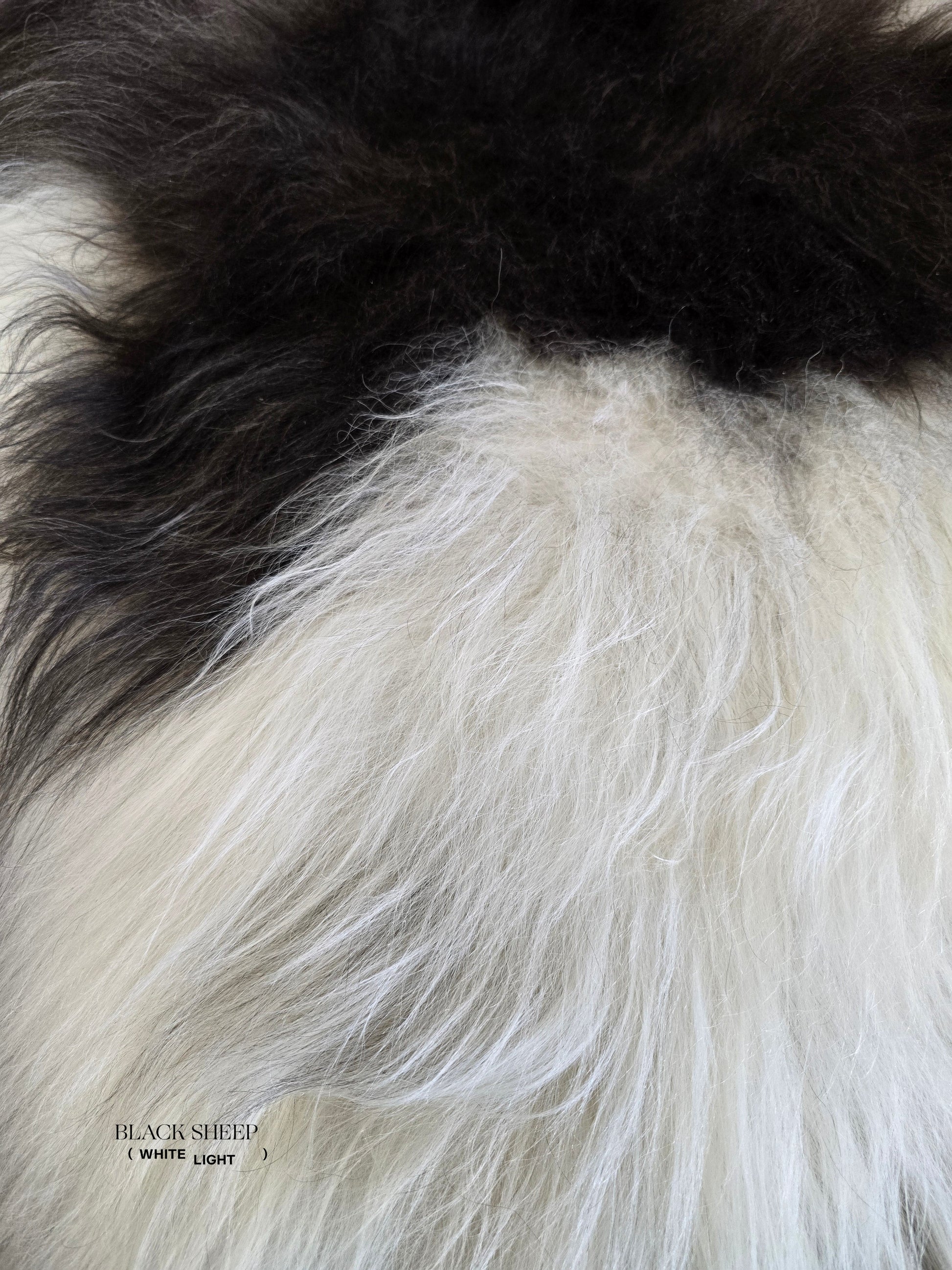 ONE OF THE KIND Icelandic Spotted Random Black and White Sheepskin - Black Sheep (White Light)