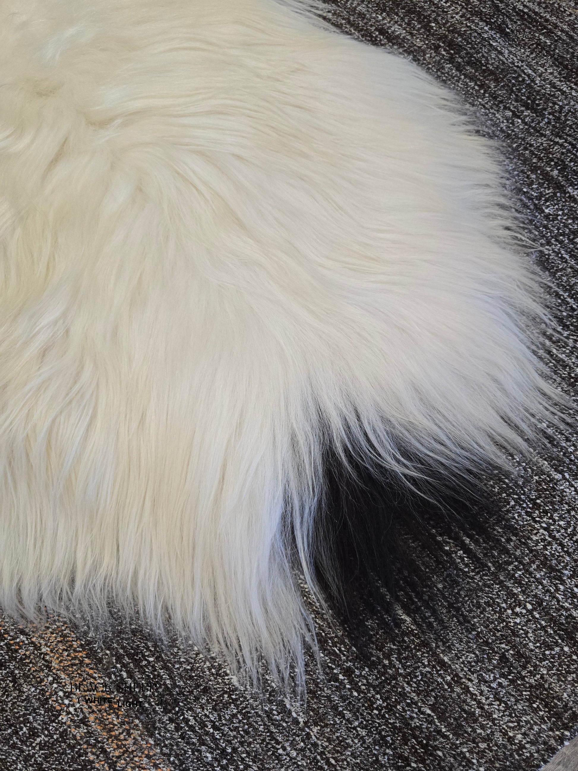 ONE OF THE KIND Icelandic White Sheepskin with Small Black Spot - Black Sheep (White Light)