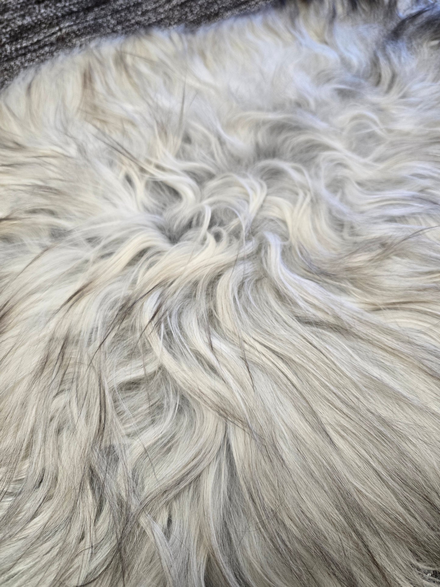 ONE OF THE KIND Small Long wool Icelandic Sheepskin in Light Natural Grey.