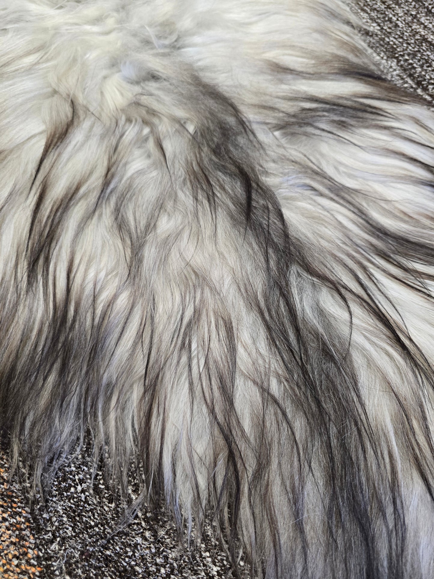 ONE OF THE KIND Small Long wool Icelandic Sheepskin in Light Natural Grey. - Black Sheep (White Light)