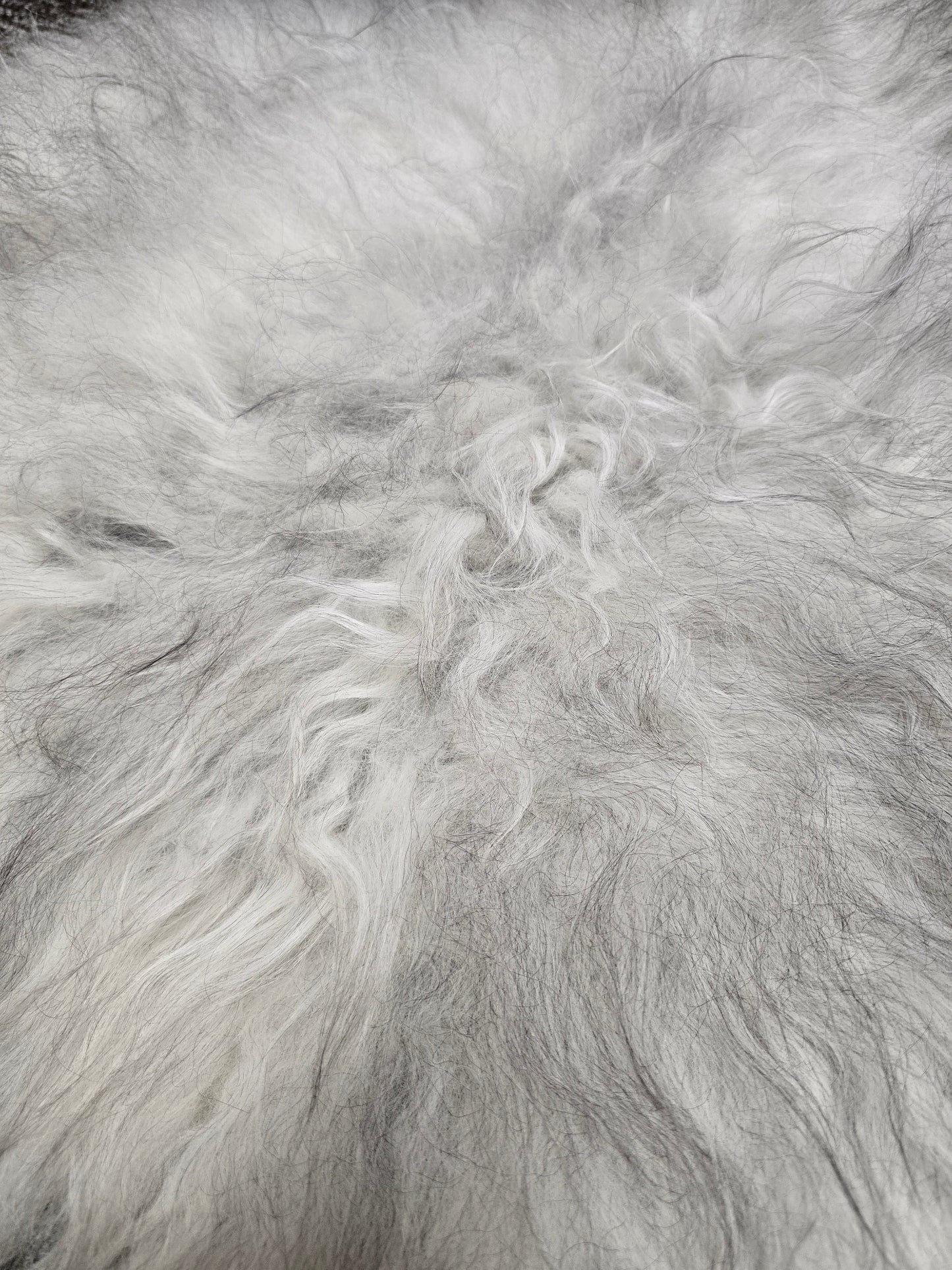 ONE OF A KIND Light Natural Grey Icelandic Sheepskin