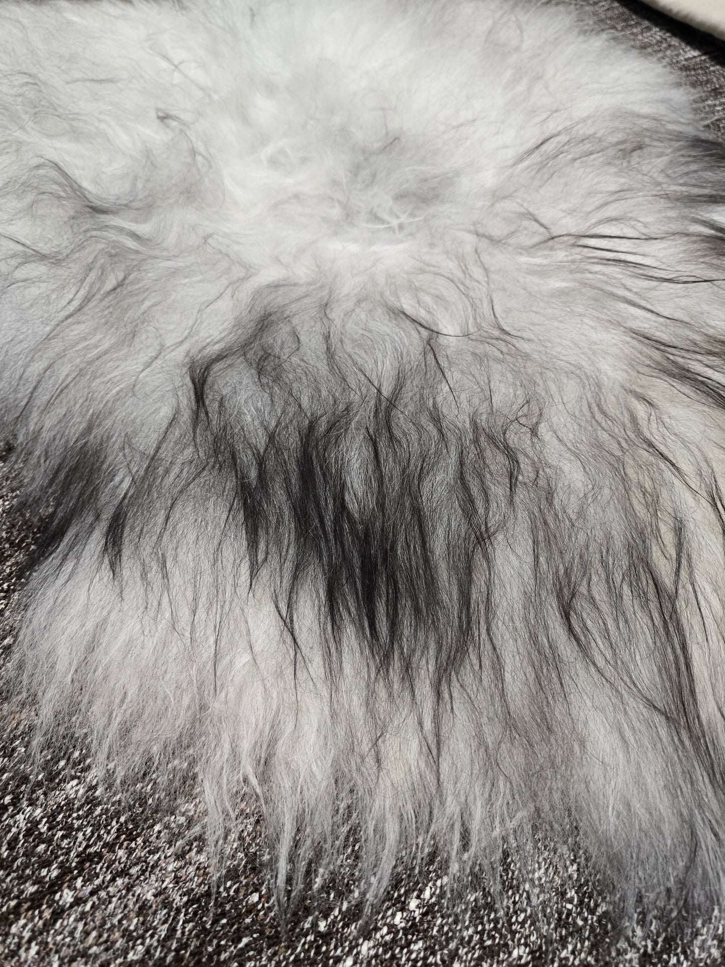 ONE OF A KIND Light Natural Grey Icelandic Sheepskin