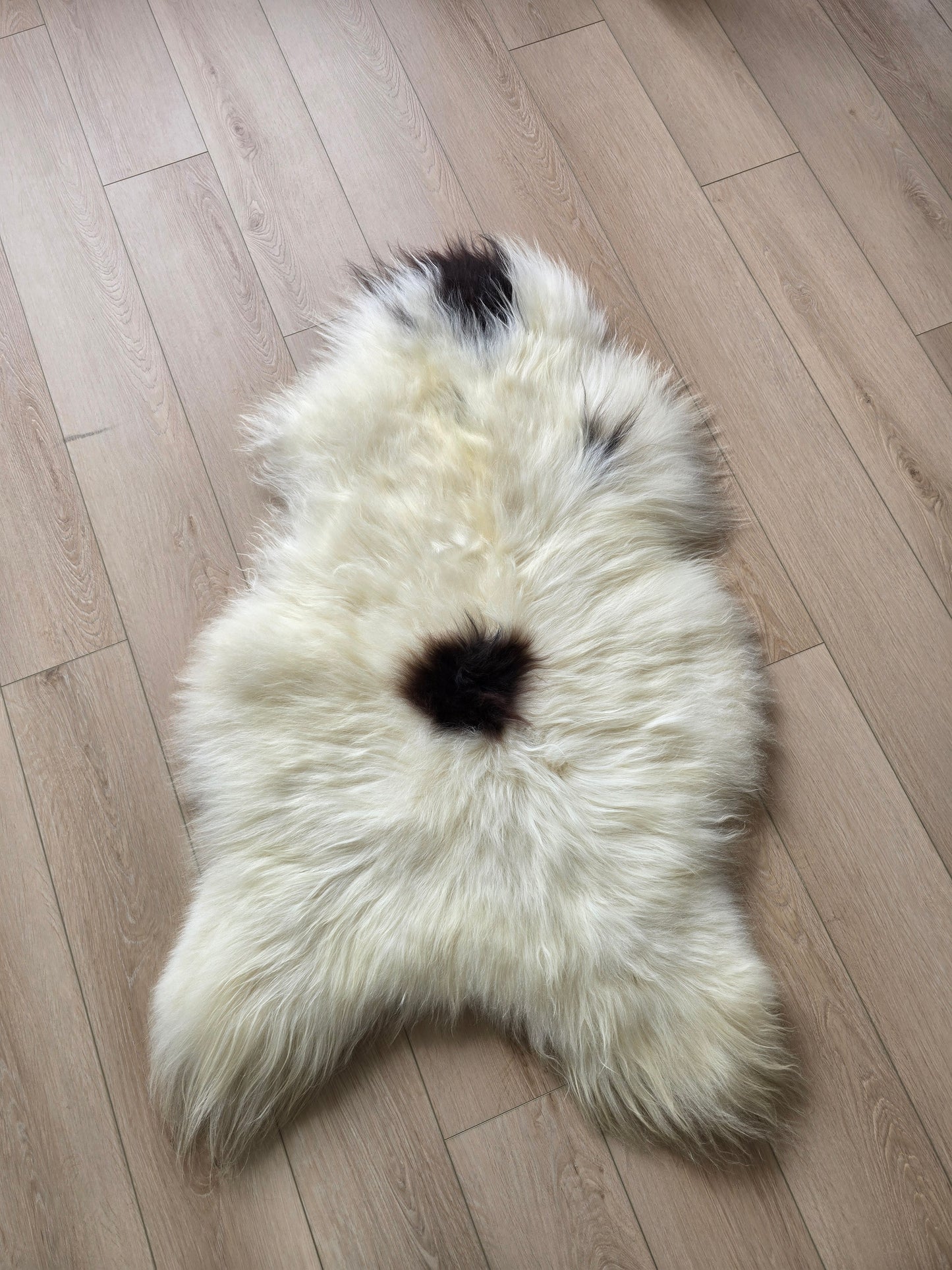 ONE OF A KIND White Long Wool Icelandic Sheepskin with Black Spots