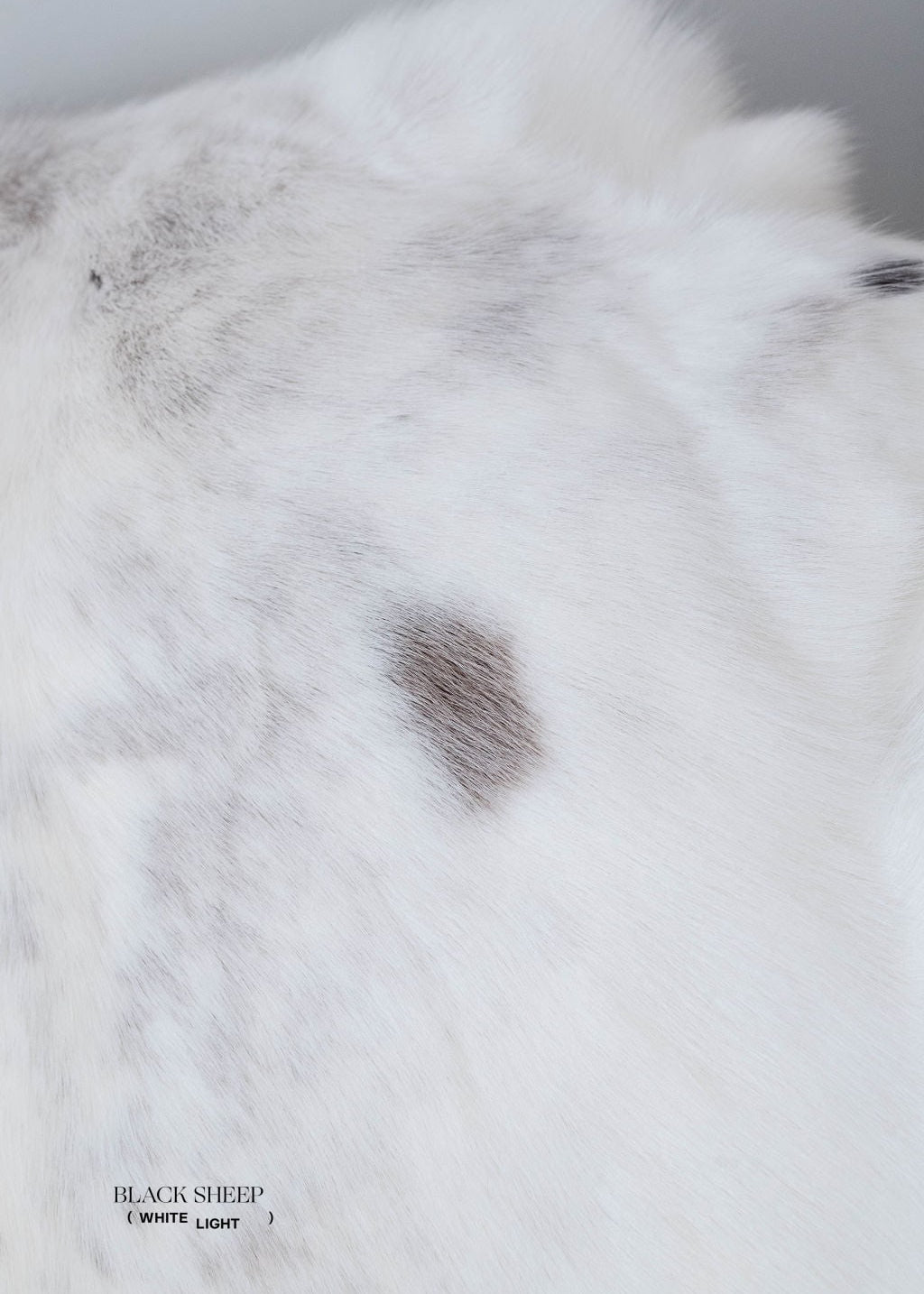 White Sami Reindeer Hide