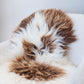 Brown Spotted Icelandic Sheepskin | Random - Black Sheep (White Light)