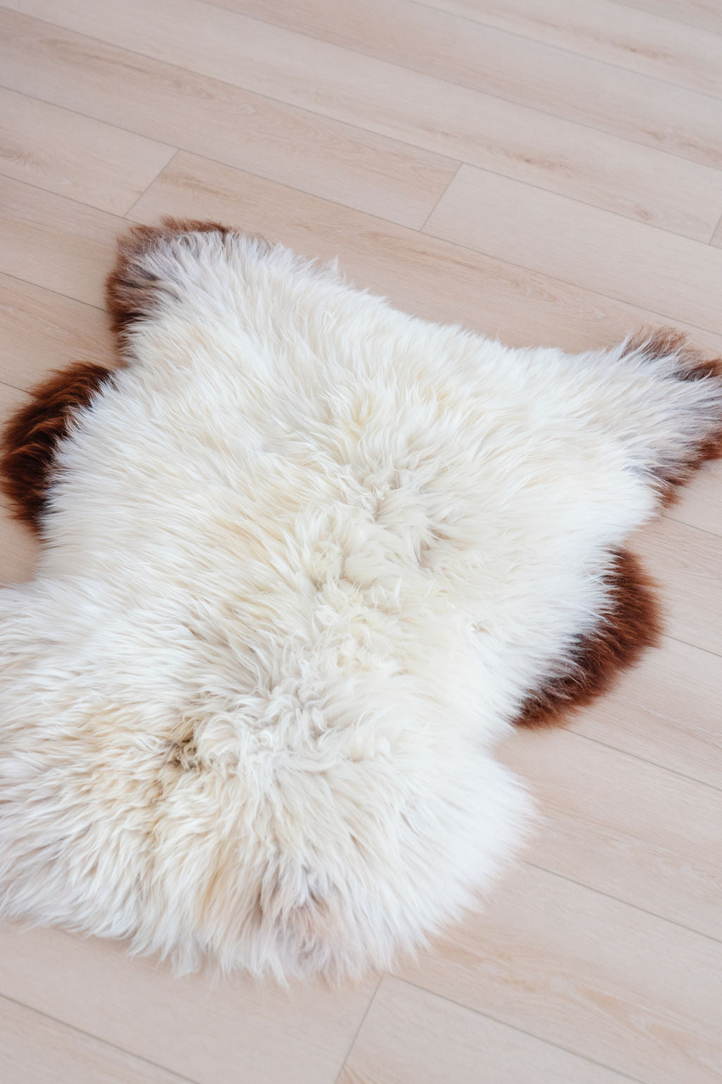 Unique Torddu (Dark Edges) Welsh Sheepskin