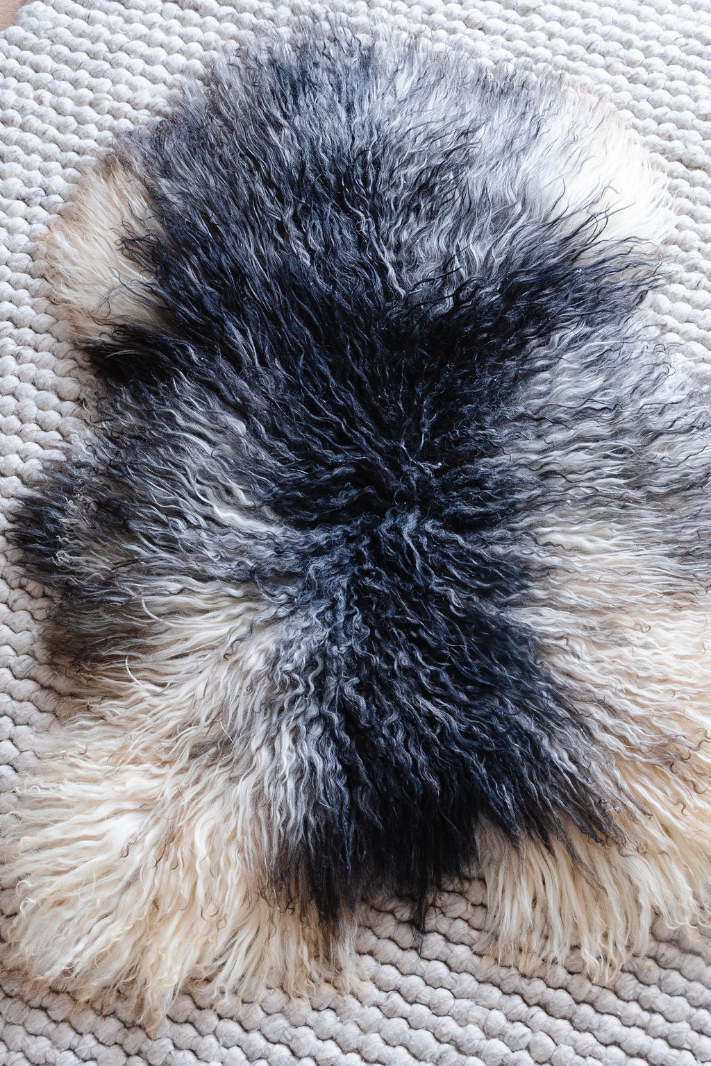 Natural Curly Grey Icelandic Sheepskin - Black Sheep (White Light)