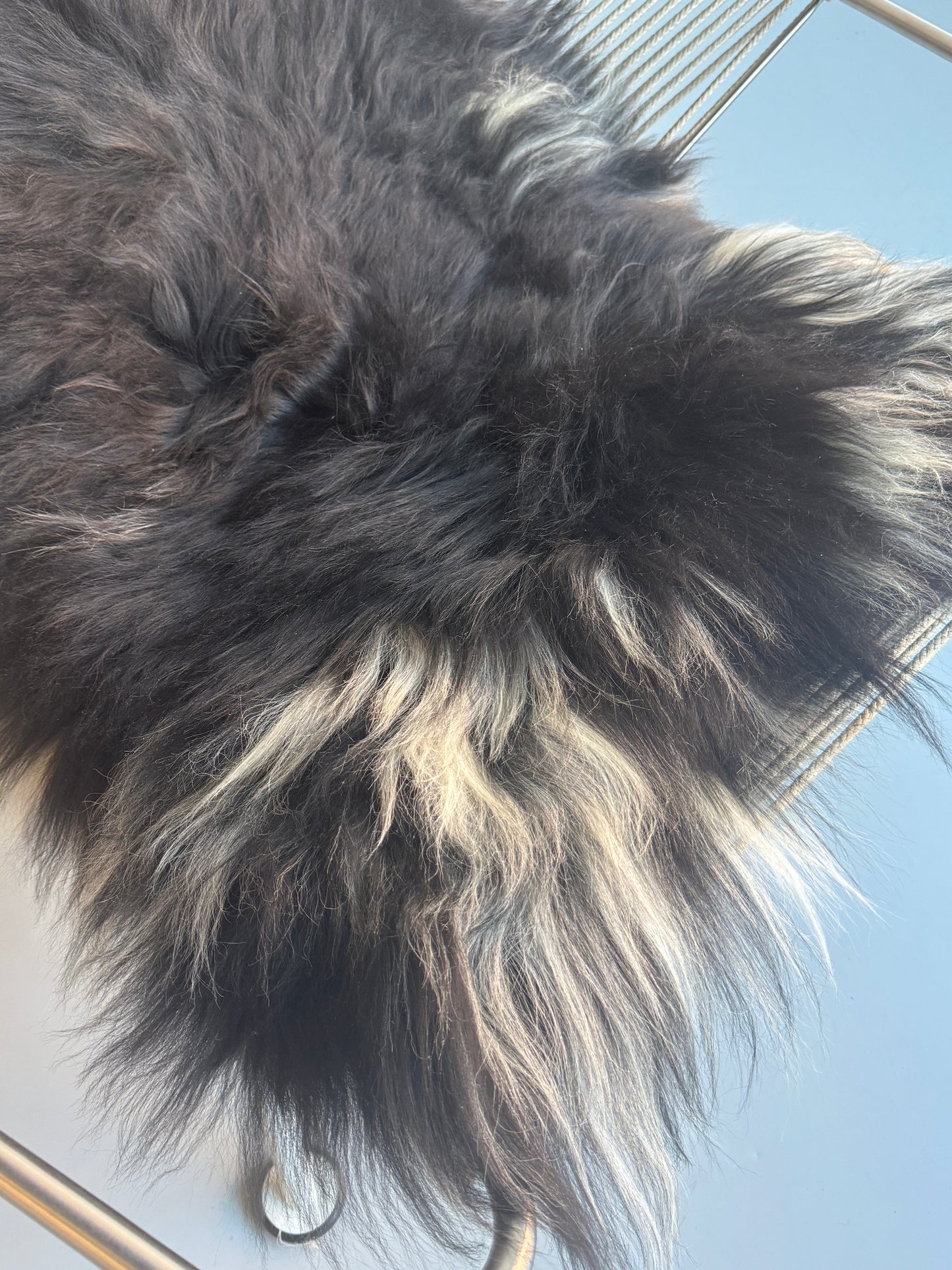 ONE OF A KIND Black Long wool Icelandic Sheepskin with White Side Locks