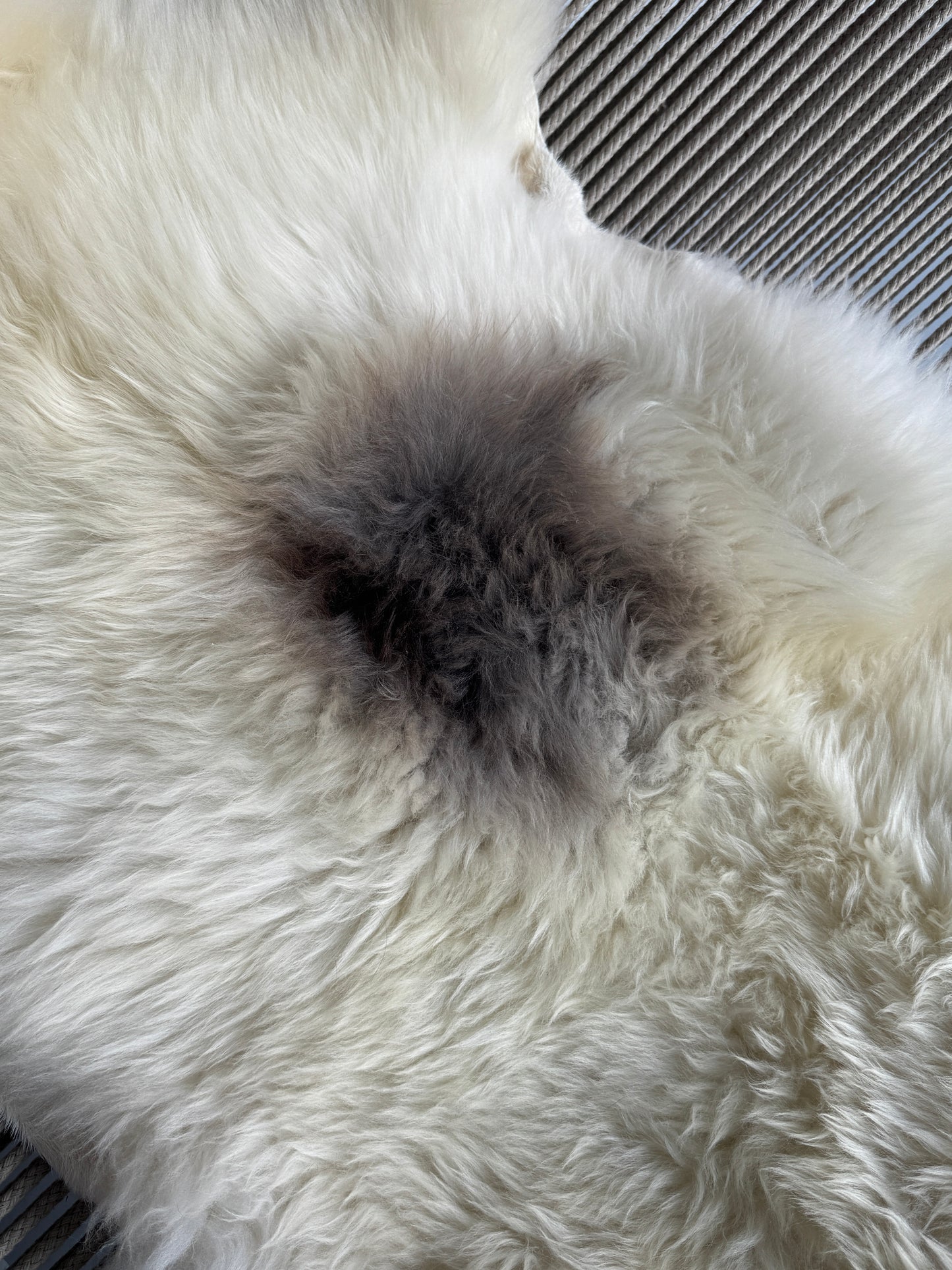 ONE OF A KIND Welsh Long wool Cream with single Grey Spot Sheepskin