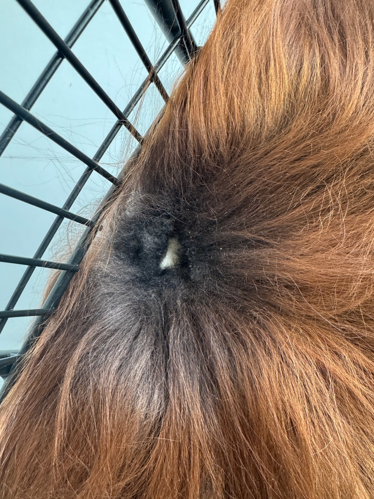 B Grade Rusty Brown w/White Icelandic Sheepskin Chair Pad