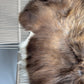 ONE OF A KIND Rusty Grey with White Edges Icelandic Sheepskin
